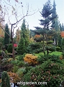 wbgarden autumn 46